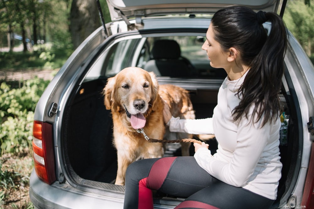 Antifreeze Poisoning in Dogs: Symptoms, Risks, and Immediate Care