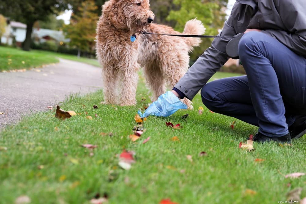 Understanding Mucus in Dog Poop: Causes, Symptoms, and Treatment Tips