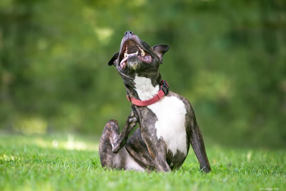 Dog Allergy Shots: Are They Essential for Your Pet?