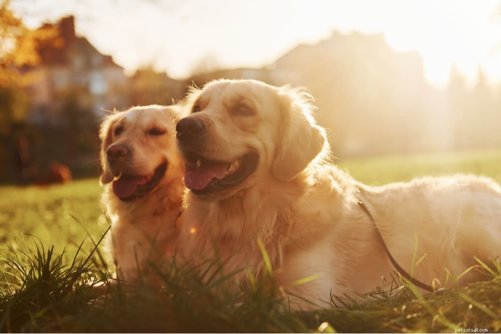 Dog Allergy Shots: Are They Essential for Your Pet?