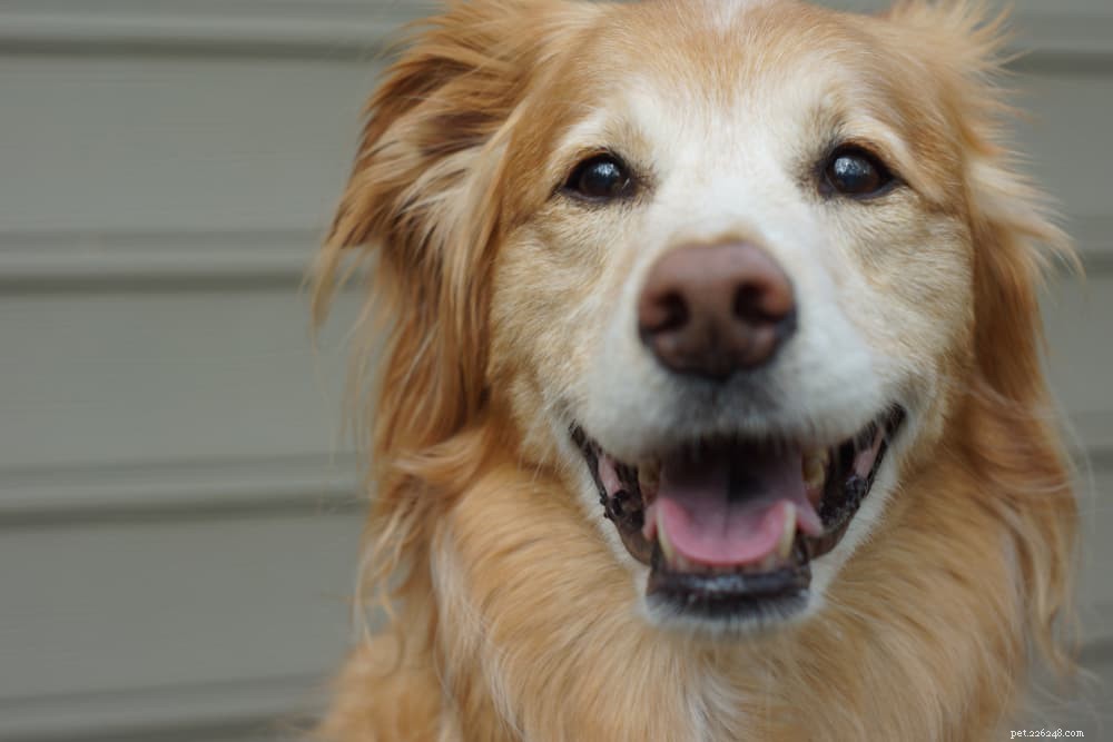 Dog Allergy Shots: Are They Essential for Your Pet?