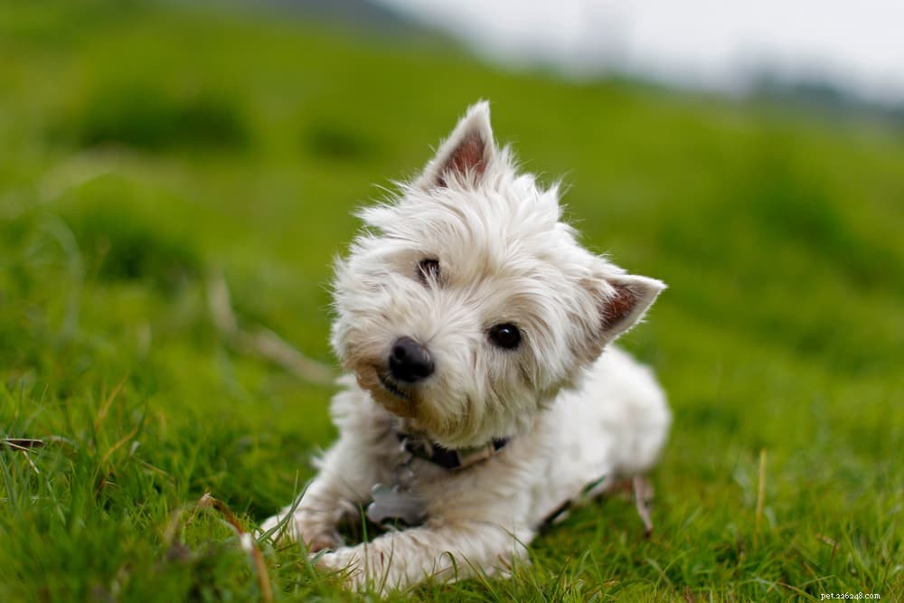 Dog Allergy Shots: Are They Essential for Your Pet?