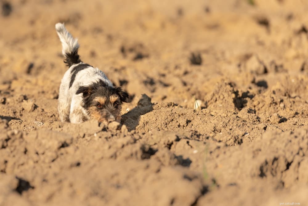 Valley Fever in Dogs: Symptoms, Diagnosis, and Prevention