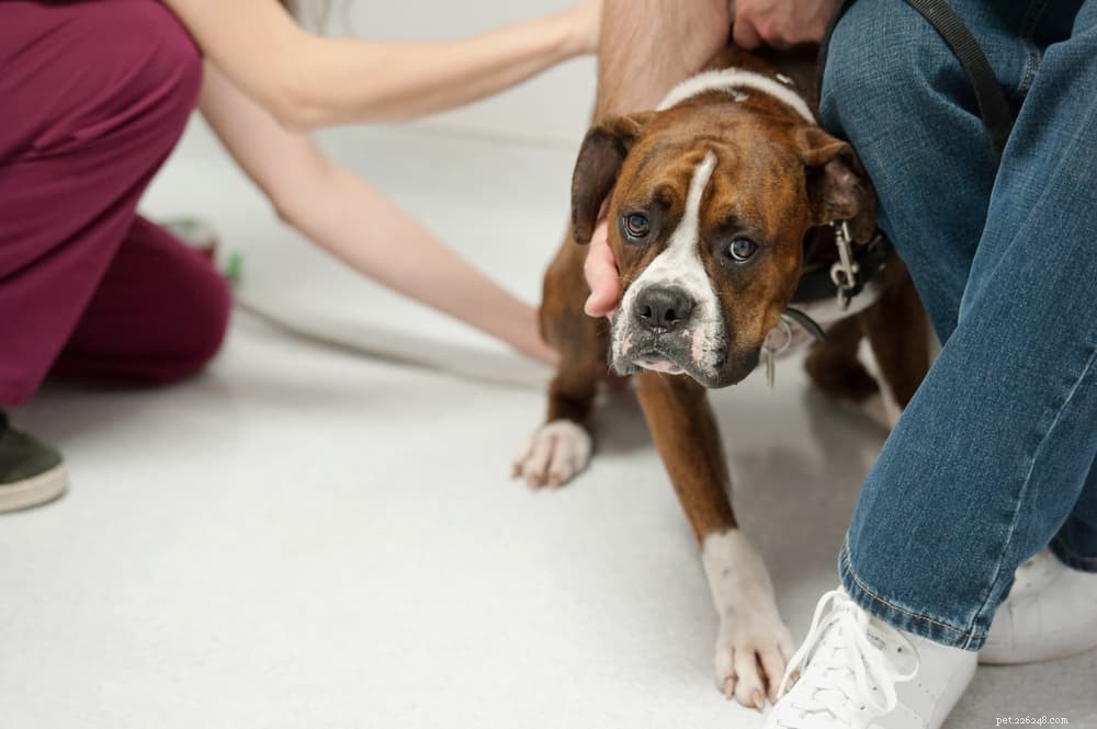 Valley Fever in Dogs: Symptoms, Diagnosis, and Prevention