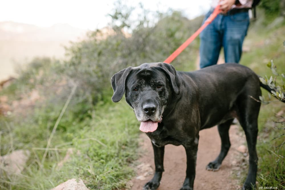 Valley Fever in Dogs: Symptoms, Diagnosis, and Prevention