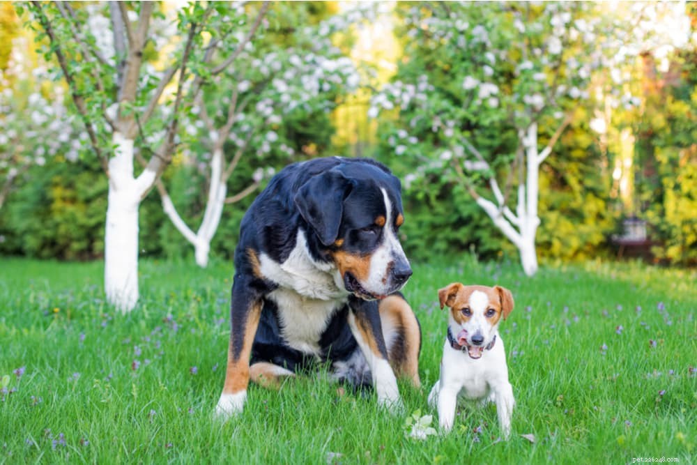 How Long Do Dogs Grow? Key Milestones & Breed Factors Explained