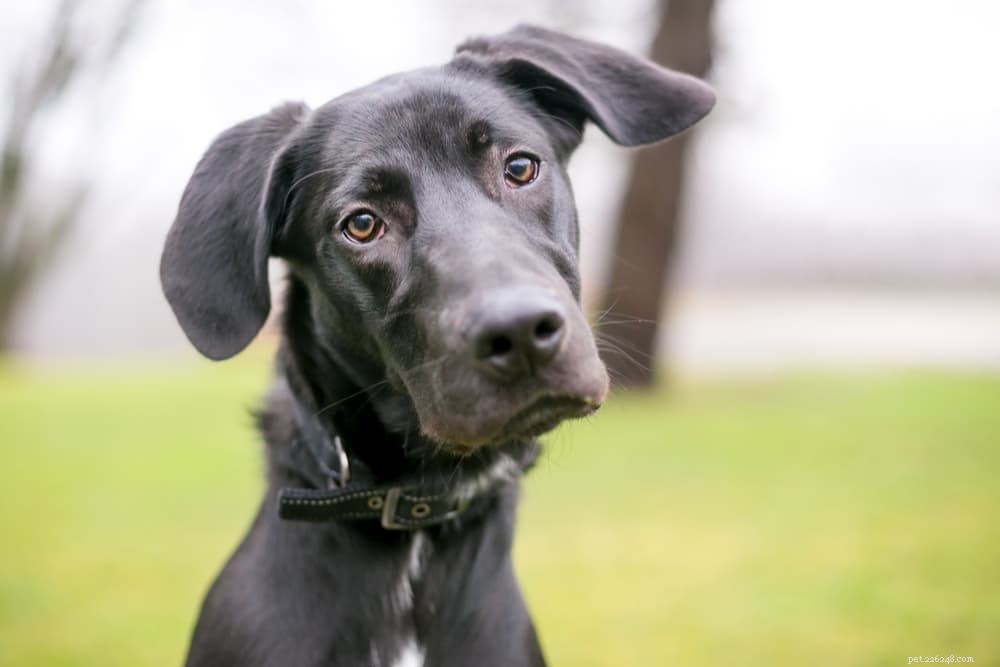 How Long Do Dogs Grow? Key Milestones & Breed Factors Explained