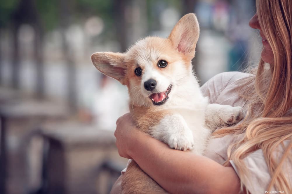 How Long Do Dogs Grow? Key Milestones & Breed Factors Explained