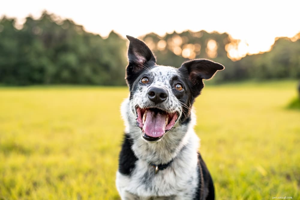 How Long Do Dogs Grow? Key Milestones & Breed Factors Explained