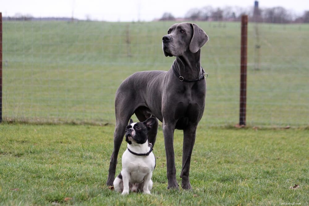 How Long Do Dogs Grow? Key Milestones & Breed Factors Explained