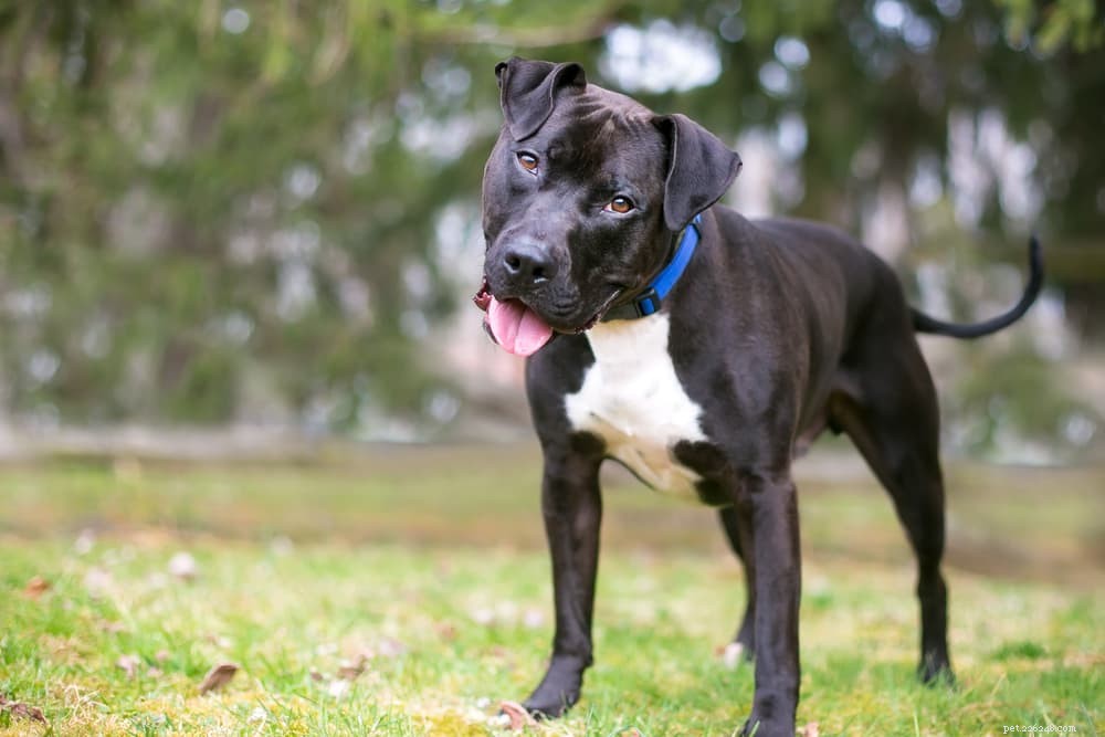 How Long Do Dogs Grow? Key Milestones & Breed Factors Explained