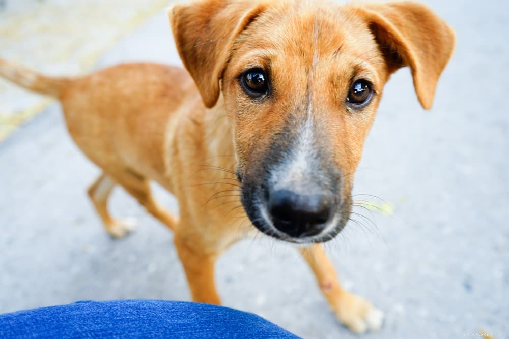 How Long Do Dogs Grow? Key Milestones & Breed Factors Explained