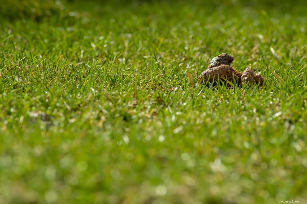 Yellow Dog Poop Explained: Health Insights & Why It Matters