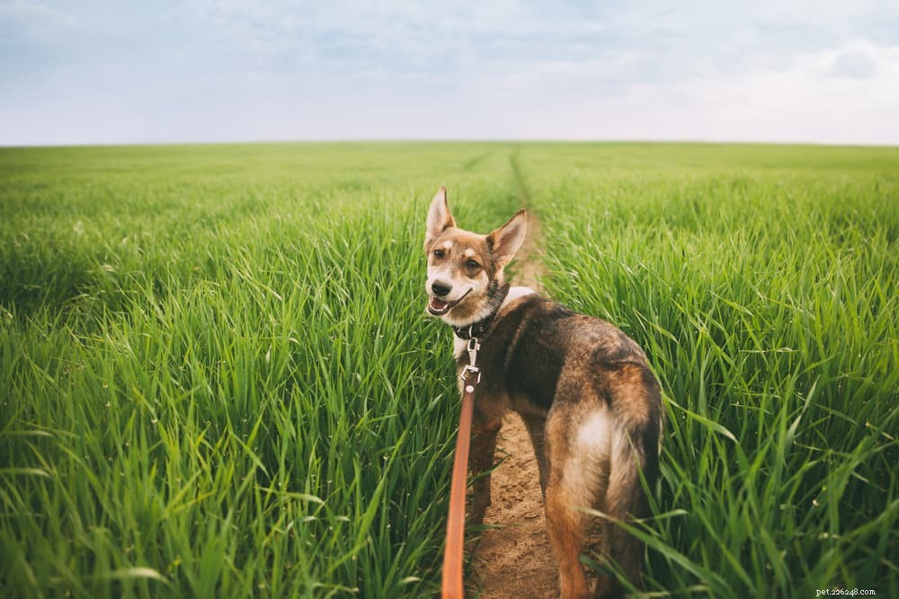 Yellow Dog Poop Explained: Health Insights & Why It Matters