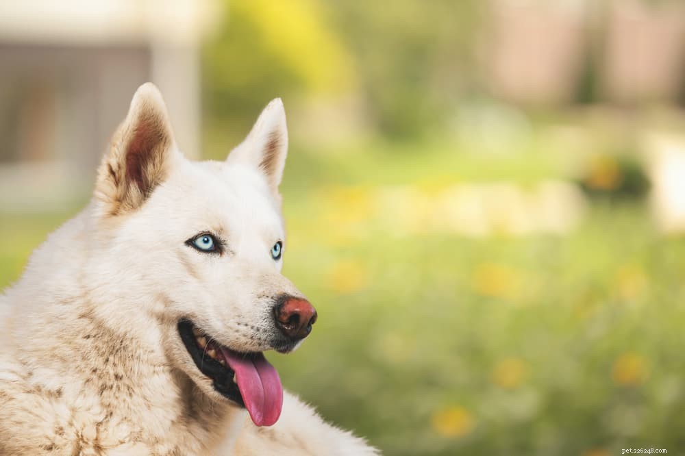 Yellow Dog Poop Explained: Health Insights & Why It Matters