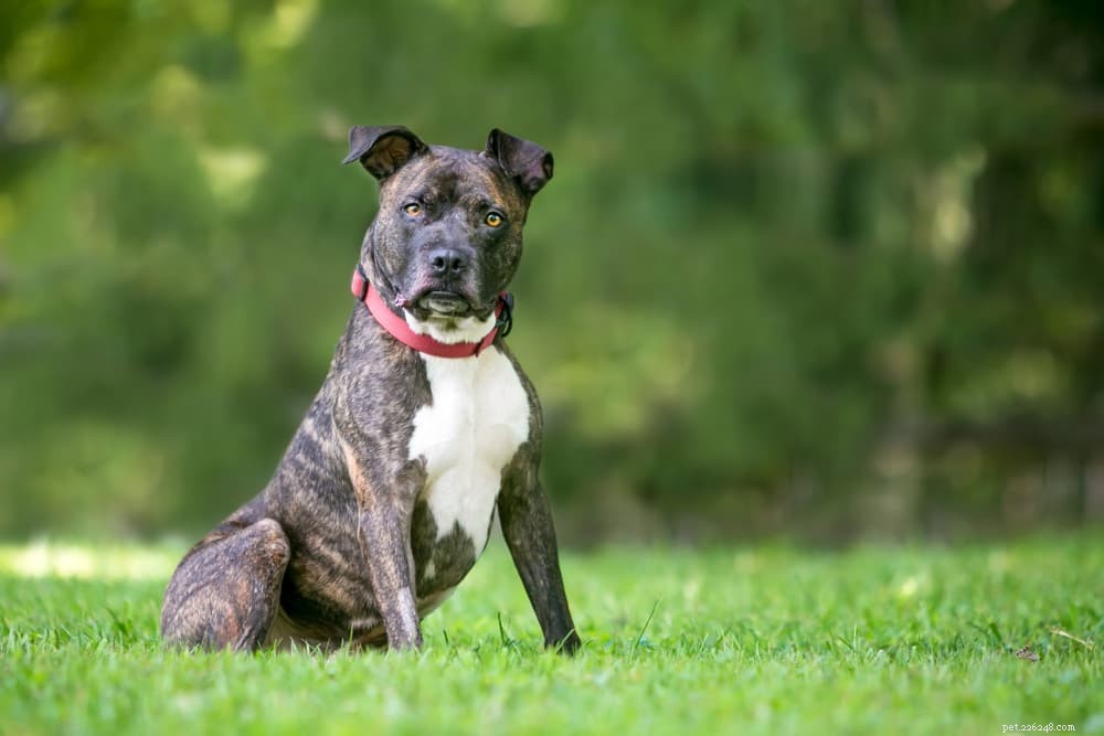 Yellow Dog Poop Explained: Health Insights & Why It Matters