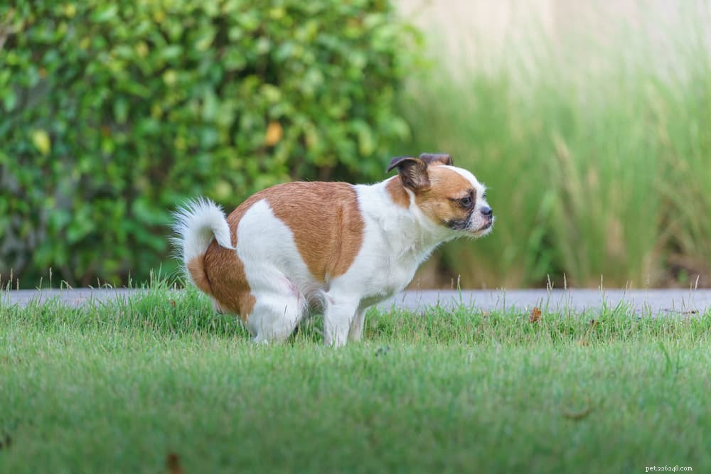 Yellow Dog Poop Explained: Health Insights & Why It Matters