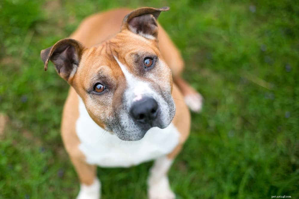 Yellow Dog Poop Explained: Health Insights & Why It Matters