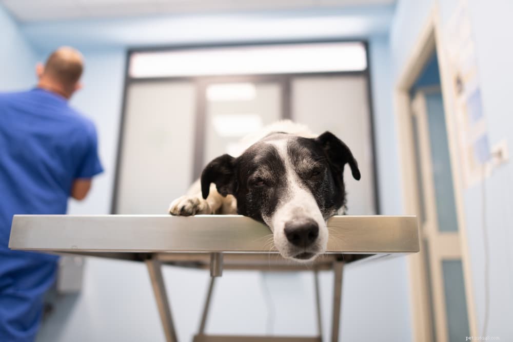 Yellow Dog Poop Explained: Health Insights & Why It Matters