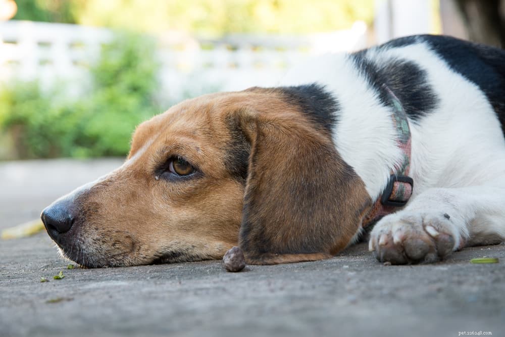 Understanding Dog Diarrhea: Causes, Symptoms, and Effective Remedies