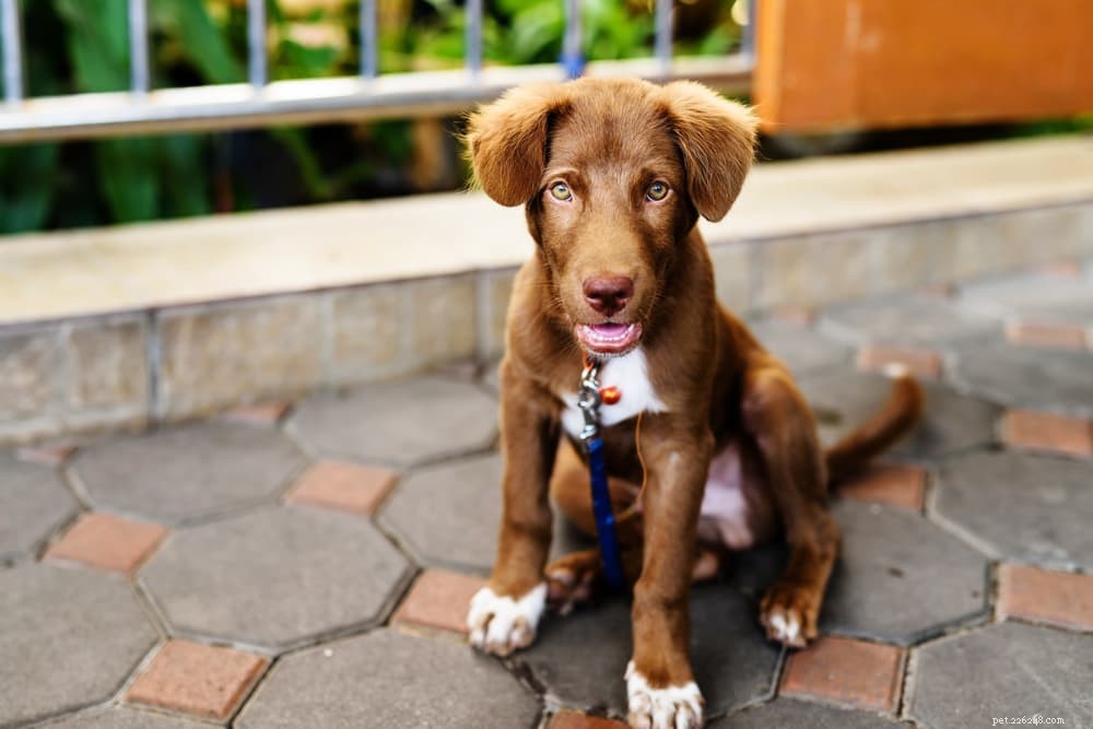 Understanding Dog Diarrhea: Causes, Symptoms, and Effective Remedies