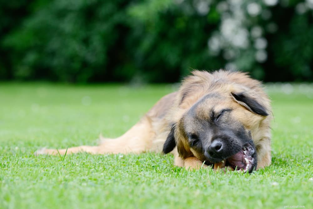 Understanding Dog Diarrhea: Causes, Symptoms, and Effective Remedies