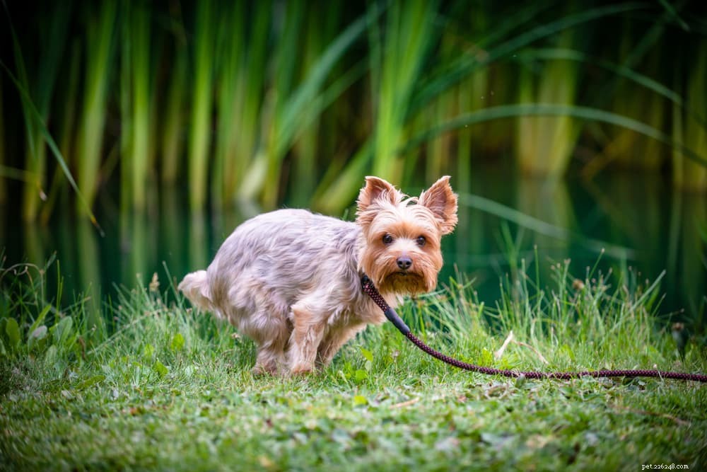 Understanding Dog Diarrhea: Causes, Symptoms, and Effective Remedies