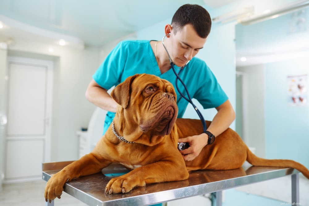 Understanding Dog Diarrhea: Causes, Symptoms, and Effective Remedies