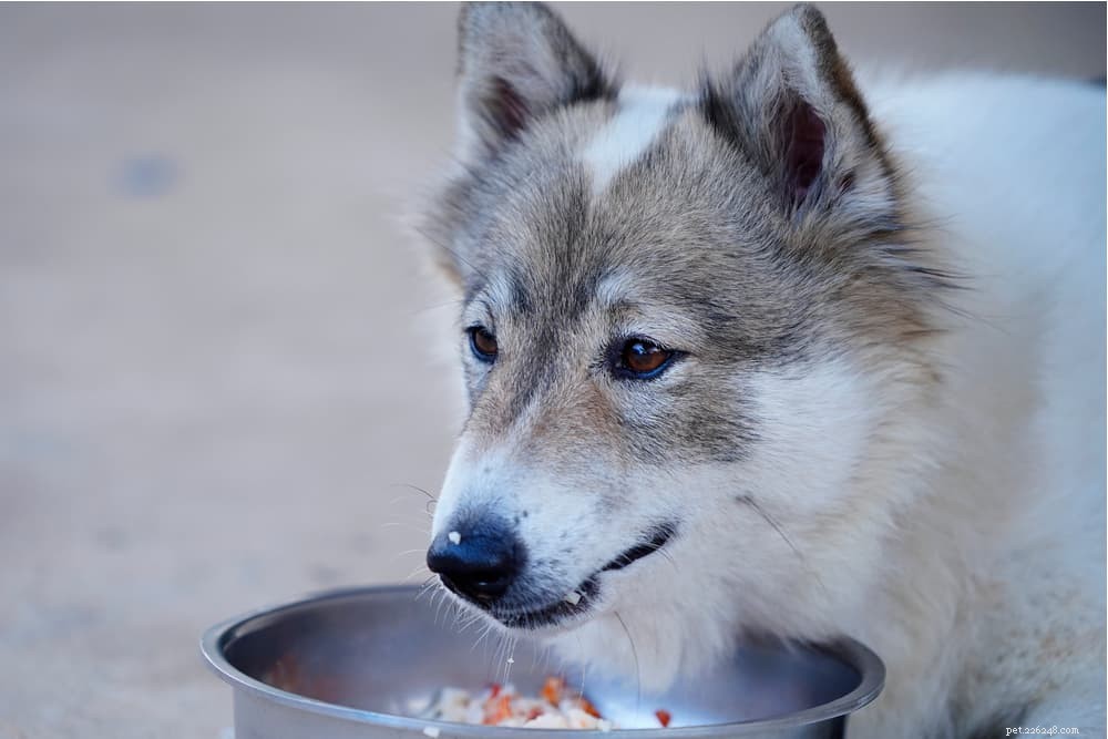 Understanding Dog Diarrhea: Causes, Symptoms, and Effective Remedies