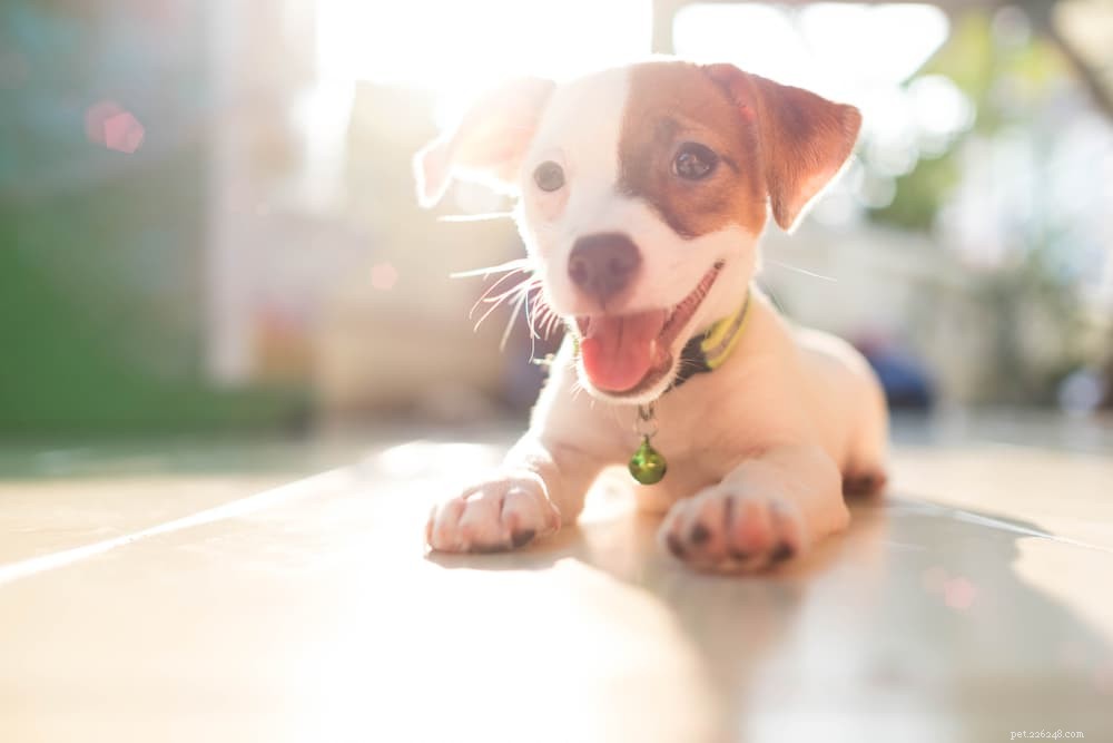 Hookworm Symptoms in Dogs: Signs, Prevention, and Treatment
