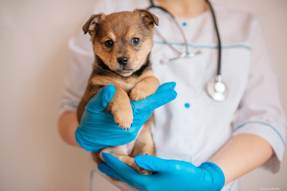 Hookworm Symptoms in Dogs: Signs, Prevention, and Treatment