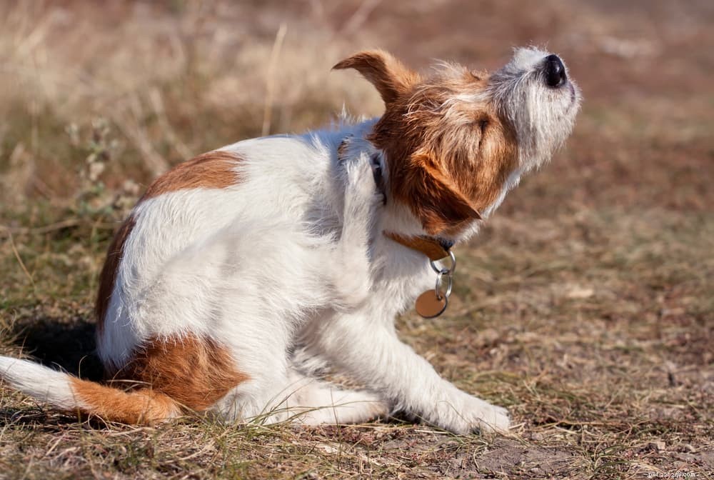 Top 6 Essential Dog Skin Conditions to Watch For