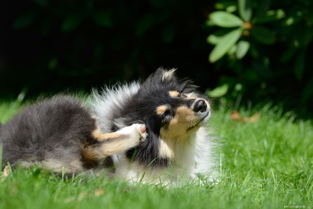 Top 6 Essential Dog Skin Conditions to Watch For