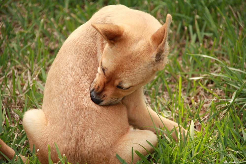 Top 6 Essential Dog Skin Conditions to Watch For