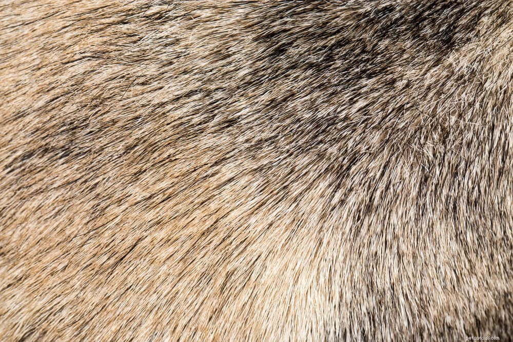 Top 6 Essential Dog Skin Conditions to Watch For