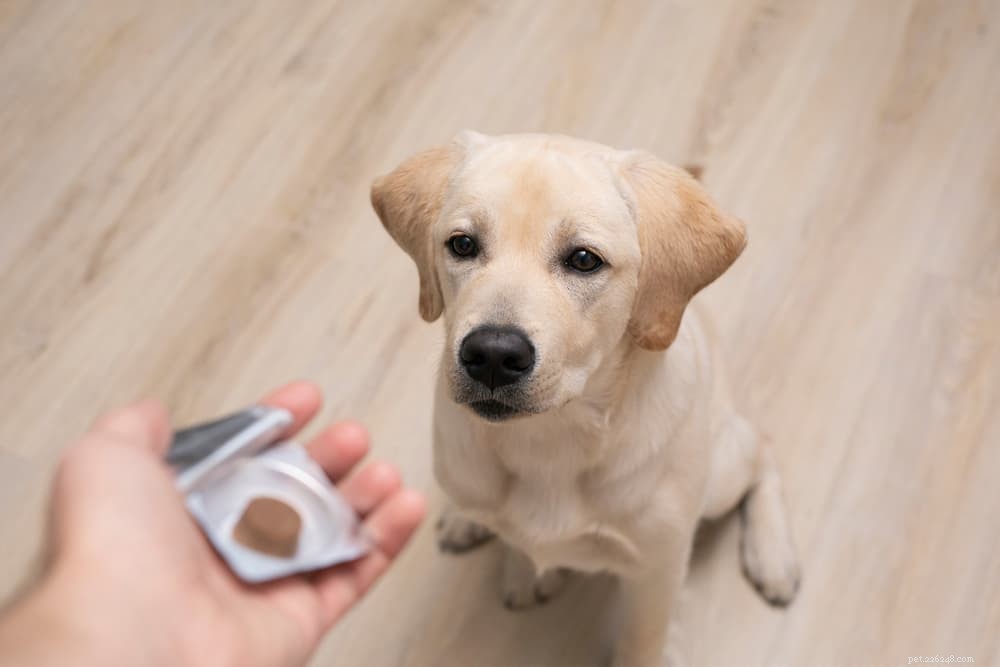 Top 6 Essential Dog Skin Conditions to Watch For