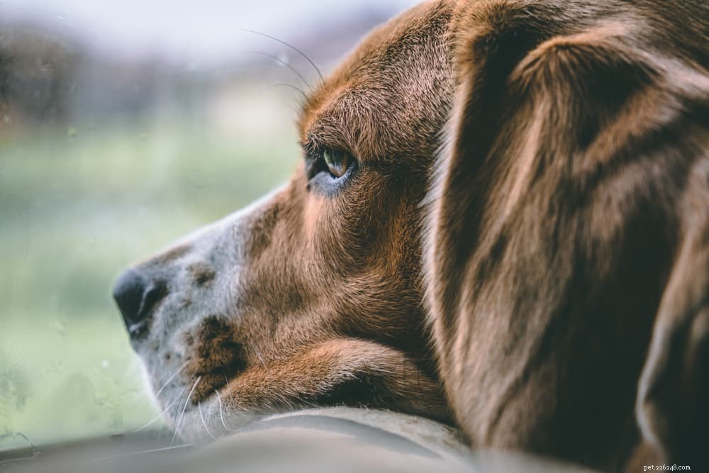 Understanding and Treating Canine Folliculitis: A Comprehensive Guide