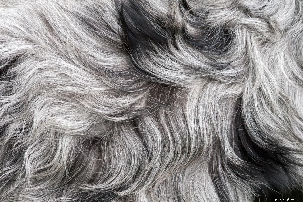 Understanding and Treating Canine Folliculitis: A Comprehensive Guide