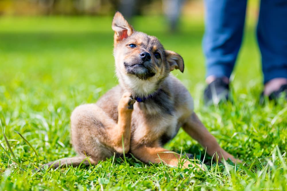 Understanding and Treating Canine Folliculitis: A Comprehensive Guide