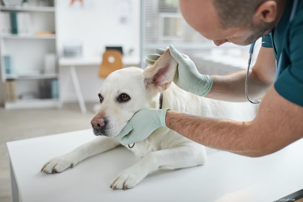 Understanding and Treating Canine Folliculitis: A Comprehensive Guide