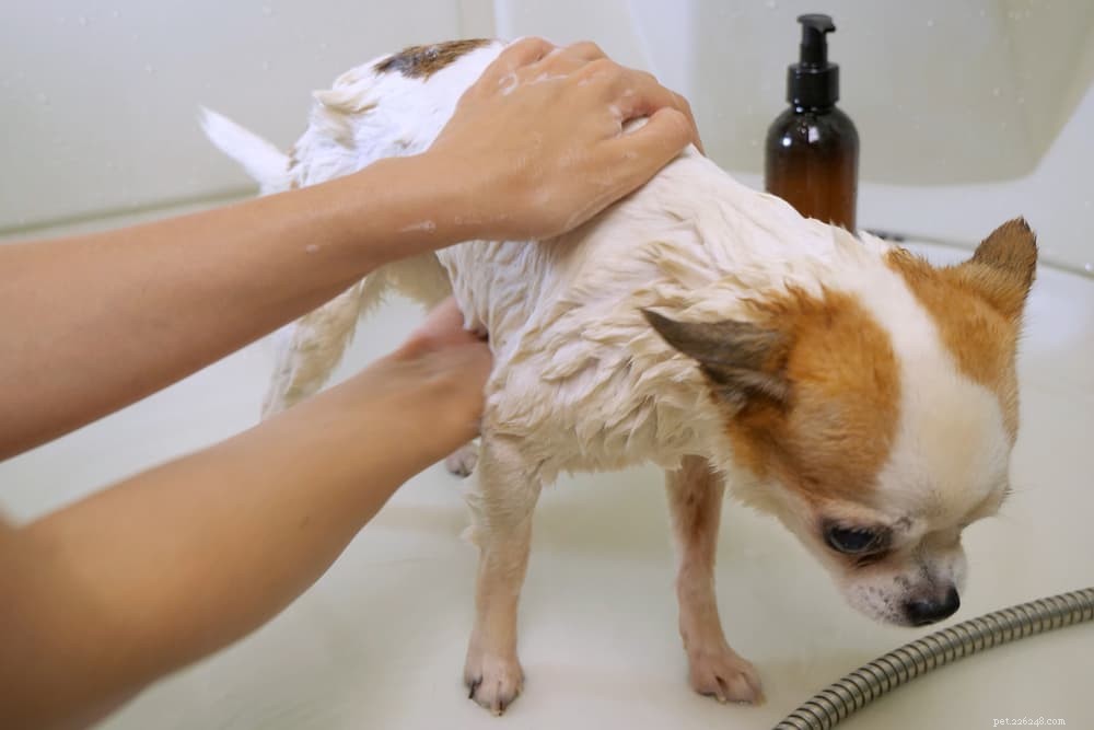 Understanding and Treating Canine Folliculitis: A Comprehensive Guide