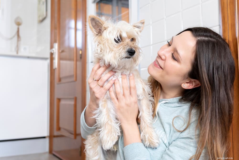 Understanding and Treating Canine Folliculitis: A Comprehensive Guide