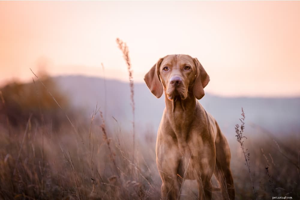 Understanding Soft Dog Poop: Causes, Symptoms, and Effective Solutions