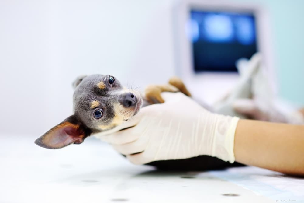 Understanding Soft Dog Poop: Causes, Symptoms, and Effective Solutions