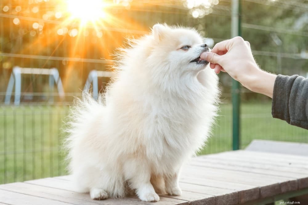 Understanding Soft Dog Poop: Causes, Symptoms, and Effective Solutions
