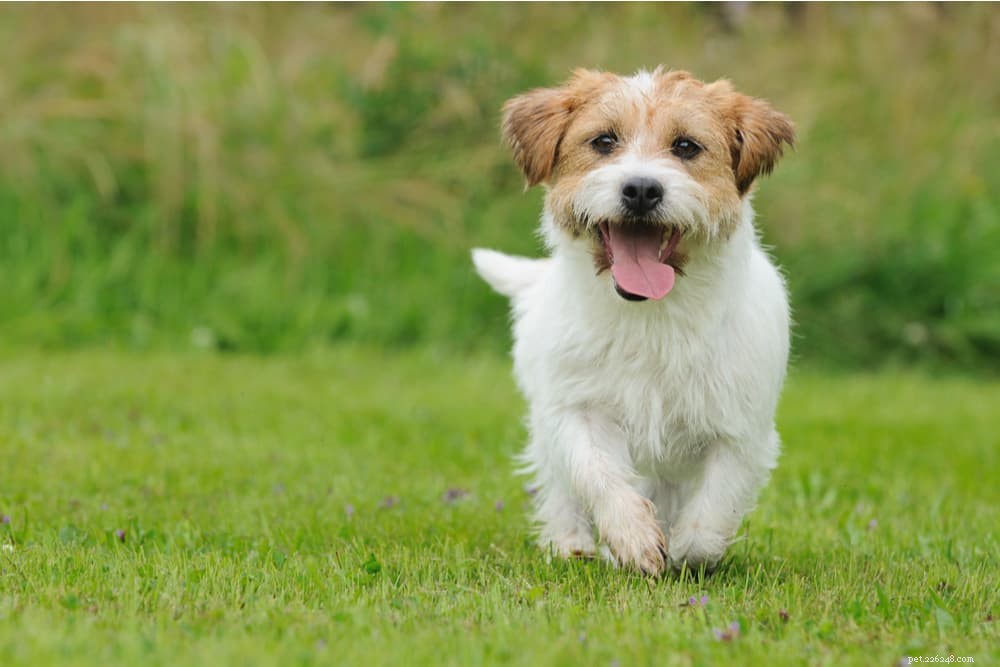 Understanding Soft Dog Poop: Causes, Symptoms, and Effective Solutions
