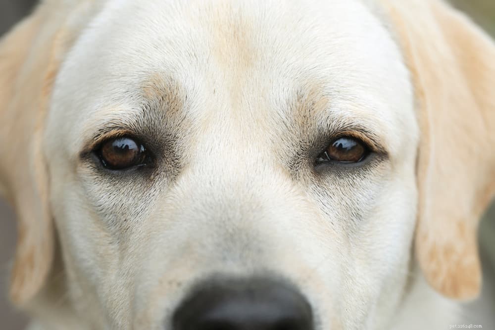 Dog Skin Tags Explained: Identification, Causes, and Safe Treatment Options