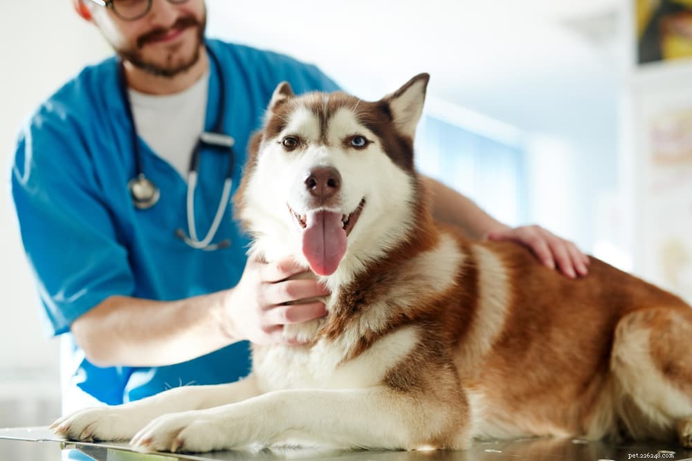 Dog Skin Tags Explained: Identification, Causes, and Safe Treatment Options