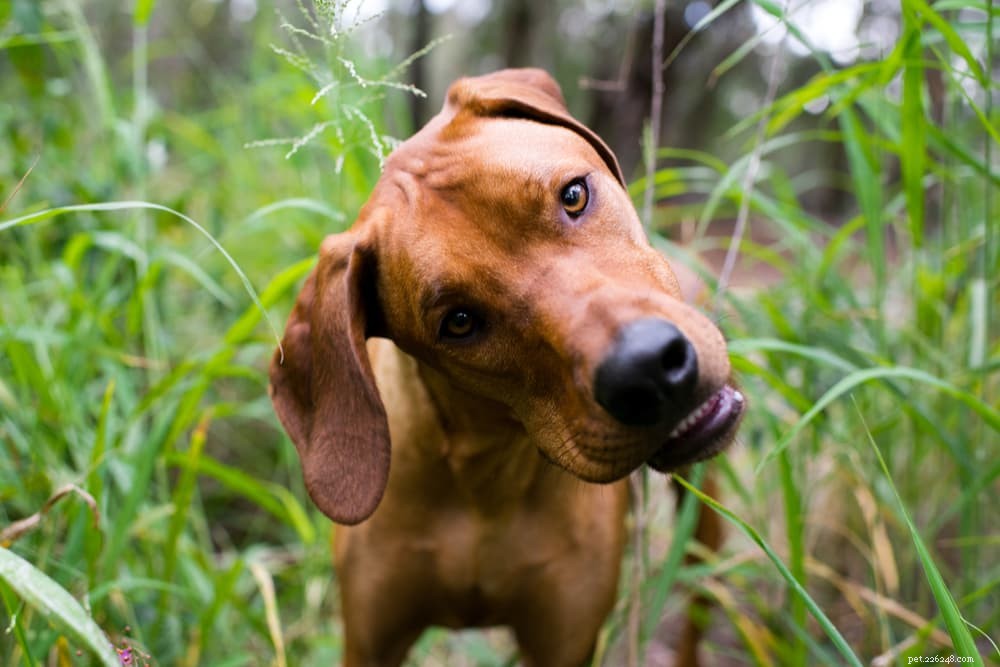 How Long Can a Dog Go Without Pooping? Health Insights & Signs to Watch