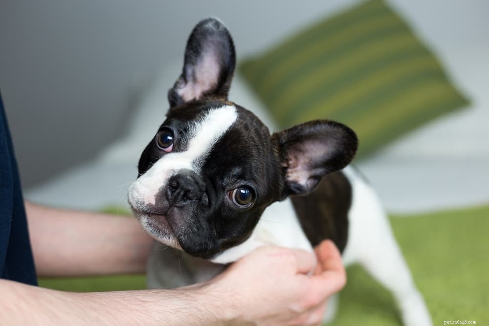 How Long Can a Dog Go Without Pooping? Health Insights & Signs to Watch